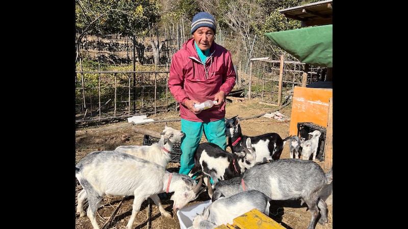 『探偵！ナイトスクープ』14頭ヤギを飼う“ヤギ命”な祖父！ 減らす気はあるのか…！？