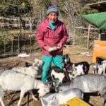 『探偵！ナイトスクープ』14頭ヤギを飼う“ヤギ命”な祖父！ 減らす気はあるのか…！？