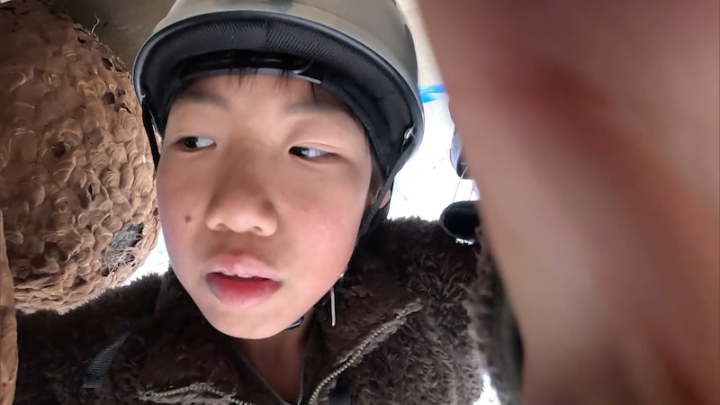 『探偵！ナイトスクープ』ハチの巣が大好きな小学5年生！ 巨大なスズメバチの巣が欲しい…！？