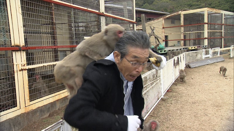 『探偵！ナイトスクープ』猿はバナナの皮を3回でむくって本当！？ 猿の気持ちが分かる探偵に検証をお願いしたい！