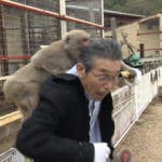 『探偵！ナイトスクープ』猿はバナナの皮を3回でむくって本当！？ 猿の気持ちが分かる探偵に検証をお願いしたい！