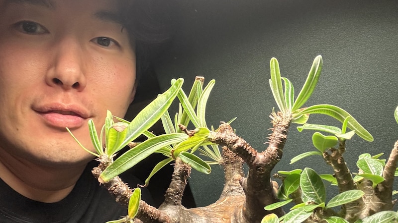 古川昌希アナ　塊根植物の可愛さに目覚めました（ABCテレビ）