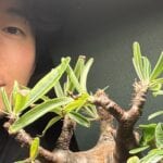 古川昌希アナ　塊根植物の可愛さに目覚めました（ABCテレビ）