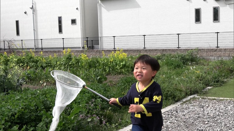 『探偵！ナイトスクープ』アゲハ蝶を捕まえたい4才児！寄ってくる方法は!?