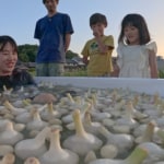 『探偵！ナイトスクープ』「にんにく」が大好き！ にんにくに溺れる女…!?
