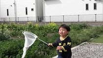 『探偵！ナイトスクープ』アゲハ蝶を捕まえたい4才児！寄ってくる方法は!?