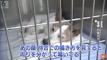 大阪・東成区にある夜間専門の動物病院を定点観測　犬のSOSはどうやってわかる？　「しゃべらないから、どうしようもできなくて…」戸惑う飼い主