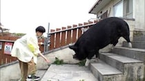 あまりの大きさに仰天！　体重200キロの黒豚ウィリアム お引越し『探偵！ナイトスクープ』