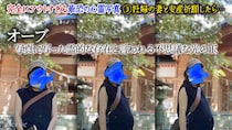 妊娠中の妻の腹部に謎の物体…“完全にアウトすぎる最恐で最驚で最凶の心霊写真”にスタジオ悲鳴!?