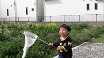 『探偵！ナイトスクープ』アゲハ蝶を捕まえたい4才児！寄ってくる方法は!?