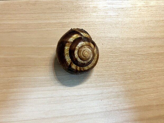 【ロピア】「このおいしさで1000円以下？」感動の新作はコレ！人気の全40品実食まとめ【2025年10月22日最新】の画像241