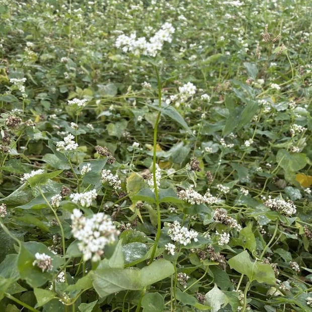【富士そば】全メニュー「栃木県産の新そば」で提供！　10月1日からなくなり次第終了の画像3