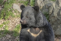 なぜクマが大量に出没？　クマの被害を減らす方法とは