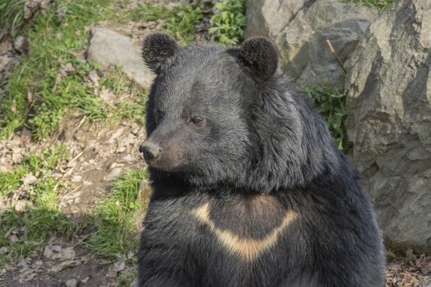 なぜクマが大量に出没？　クマの被害を減らす方法とは