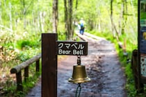 人を怖がらないクマ　異変はなぜ起きたのか…専門家に聞きました。