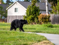 なぜクマが大量に出没？　クマの被害を減らす方法とは