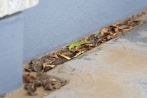 大雨前に“排水溝のつまり“を解消して家を守る！ 家庭の防災チェック
