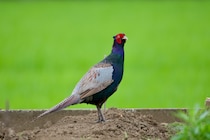 【学生が調べた防災】キジが鳴くと地震が起こる？各地の災害に関する言い伝えをまとめました