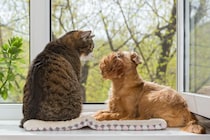 災害からペットを守る、日頃の備えや防災グッズを紹介