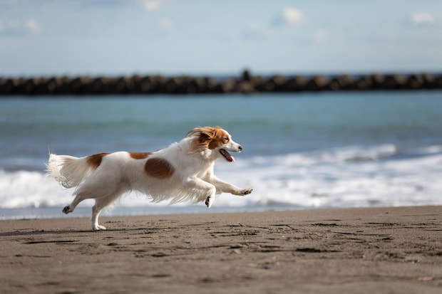 【獣医師が解説】災害時にも犬猫を迷子にさせないために、今からできる対策を紹介