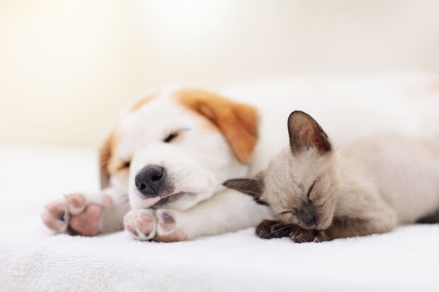 防災を見据えたわんちゃん・ねこちゃんの健康対策