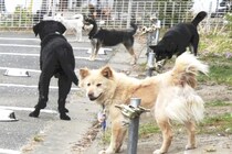 災害時にペットの命を守ることで人の命を守りたい