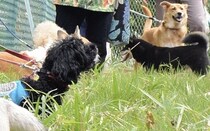 ペットの防災グッズ3選！ふろしきやケージ…備えに工夫