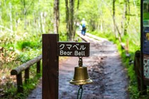 人を怖がらないクマ　異変はなぜ起きたのか…専門家に聞きました。