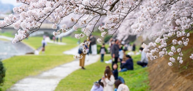 2026年の桜前線を気象予報士が予想！暖春の影響で平年よりも早めの開花？