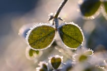 「霜」被害は冬より春に多い！遅霜で気を付けるポイント