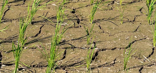 「スーパーエルニーニョ」で異常気象に!?  今年の夏は暑さに要注意