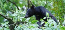 全国各地でクマ出没！ 15年間被害ゼロの軽井沢に学ぶ、共存のための知恵