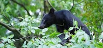 全国各地でクマ出没！ 15年間被害ゼロの軽井沢に学ぶ、共存のための知恵
