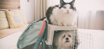 災害時、ペットの避難どうする？　制度の現状と飼い主ができる備えとは