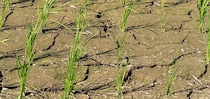 「スーパーエルニーニョ」で異常気象に!?  今年の夏は暑さに要注意