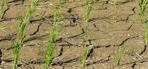 「スーパーエルニーニョ」で異常気象に!?  今年の夏は暑さに要注意