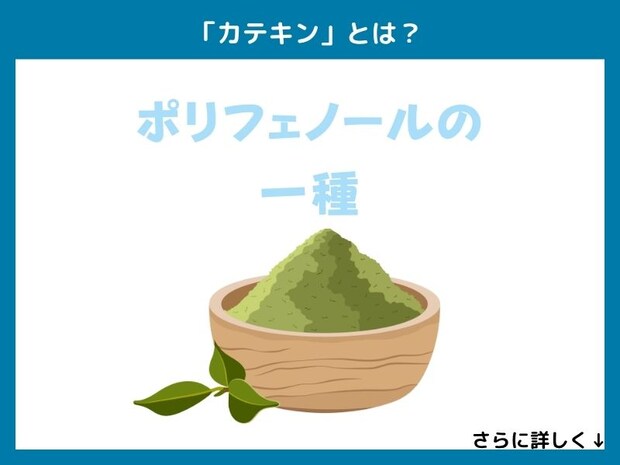「カテキン」とは？