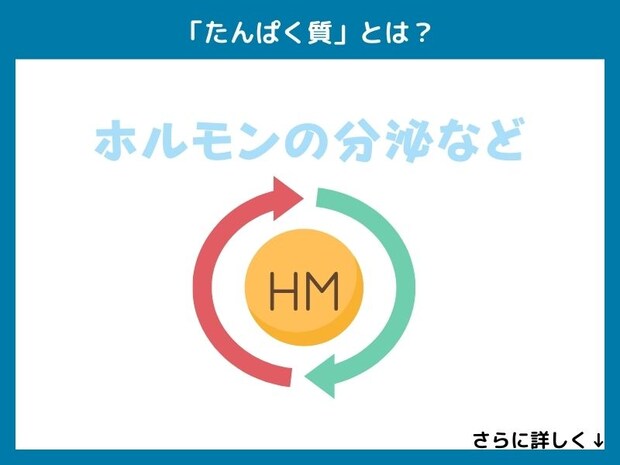 「たんぱく質」とは？