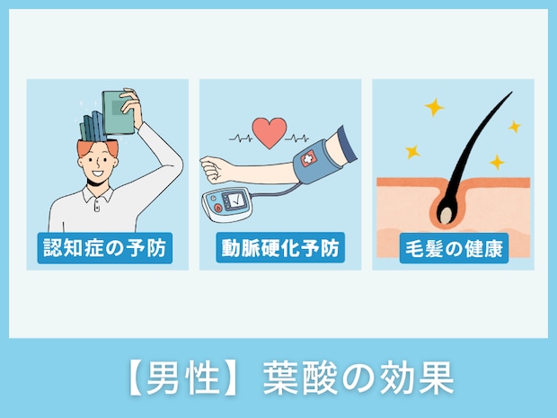 【男性】葉酸の効果
