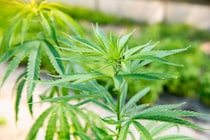 10代で大麻を使うと「精神病」リスクが11倍増加、“安全説”を否定する研究結果