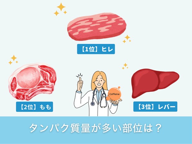 タンパク質量が多い部位は?