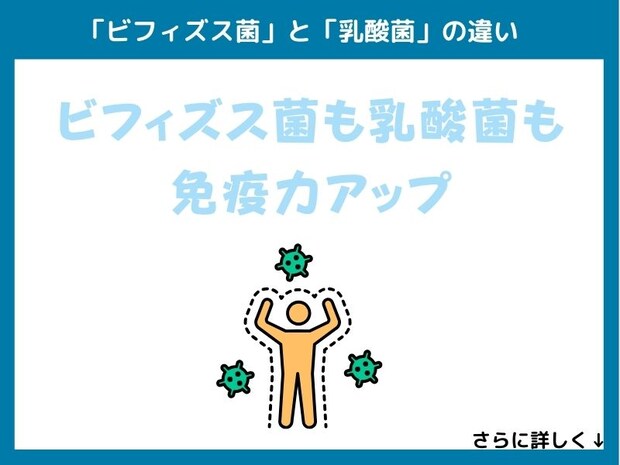 「ビフィズス菌」と「乳酸菌」の違い