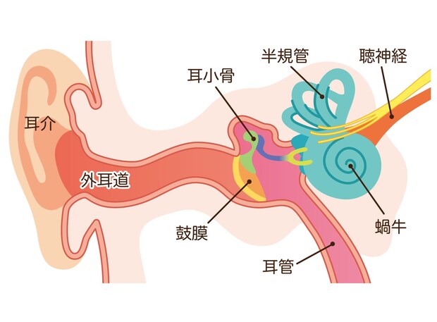老人性難聴とは？ 仕組みと症状