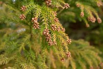 「花粉症予防はいつから始めるべきか」2026年春の花粉飛散予測から考える対策のタイミングを医師に聞く