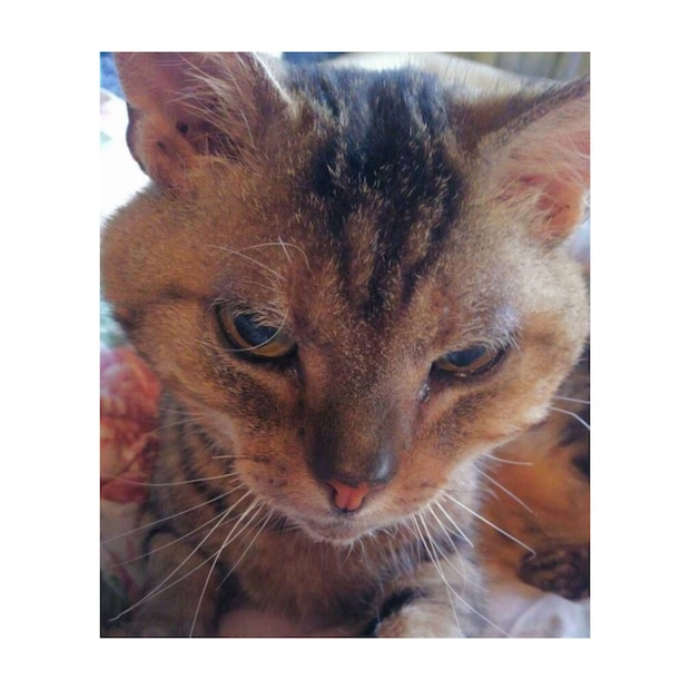 津久井雅子さん