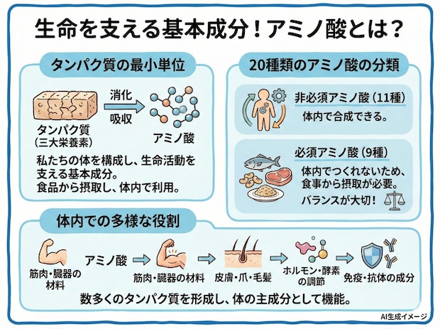「アミノ酸」とは?