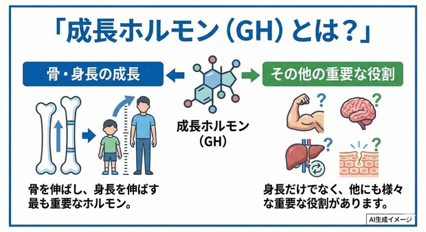 「成長ホルモン」とは？