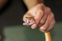 ハブ毒をアルツハイマー治療に活用？ 東北大学らの研究によって明らかに