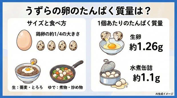 うずらの卵のたんぱく質量はどれくらい?