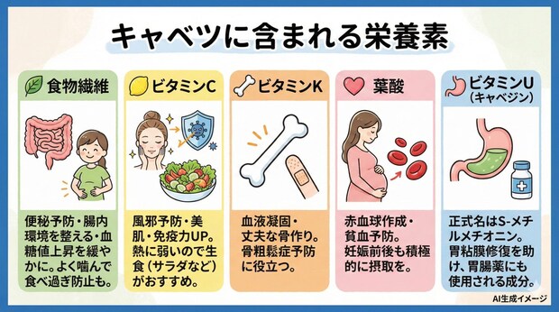 キャベツに含まれる栄養素